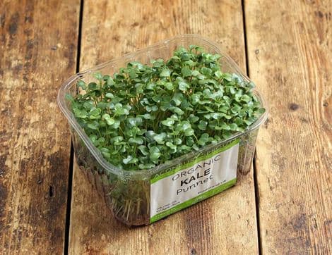 Micro Kale Greens, Organic