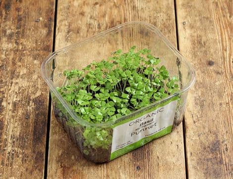 Micro Basil Greens, Organic