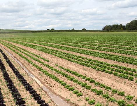 The Organic Veg Box - Large image thumbnail