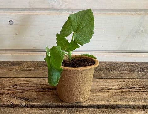 Annual Honesty Plant