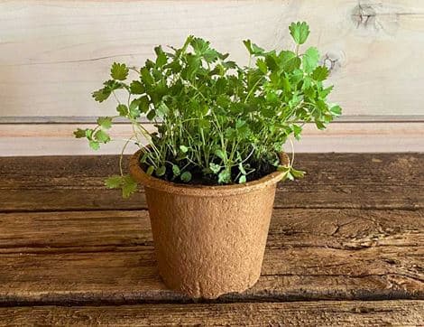 Salad Burnet Plant