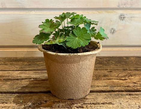 Geranium Sanguineum Perennial Plant, Organic, Organic Blooms (1lt pot)