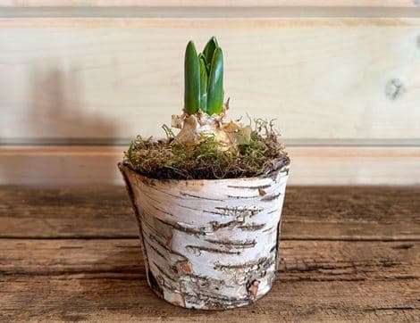 White Hyacinth Planter, Organic Blooms (1 bulb)