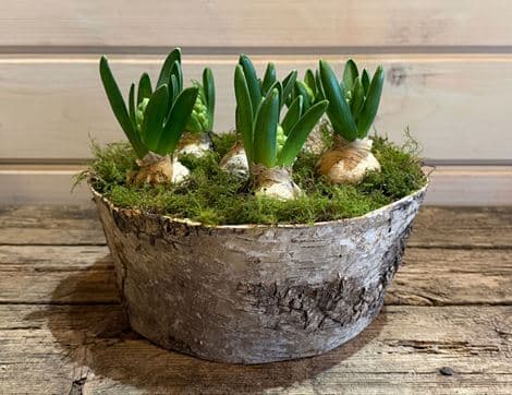 White Hyacinth Planter, Organic Blooms (6 bulbs)