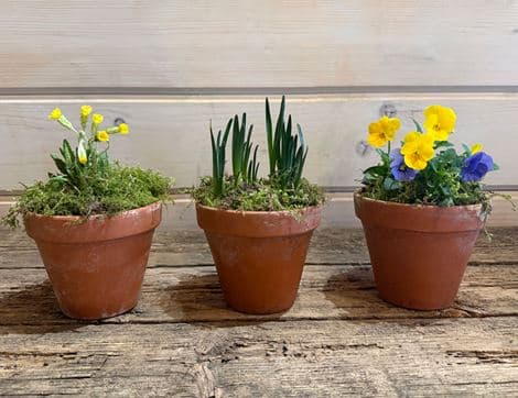 Trio of Spring Plants, Organic Blooms