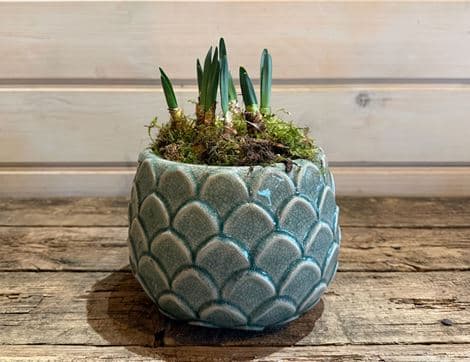 British Narcissi Planter, 'Bridal Crown', Organic Blooms 