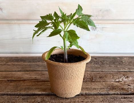 Tomato Plant, 'Roma' Organic