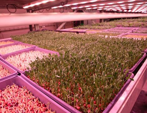 Pea Shoots, Non-Organic image thumbnail
