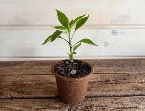 Chilli Pepper Plant, 'Early Jalepeno'