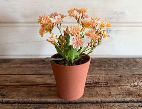 Lewisia in a Hand Thrown Willow Pottery Terracotta pot  image thumbnail