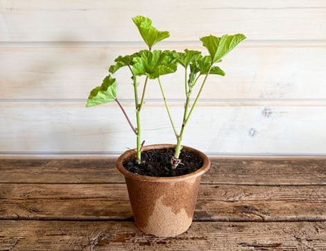 Malva Sylvestris 'Zebrina' Perennial Plant