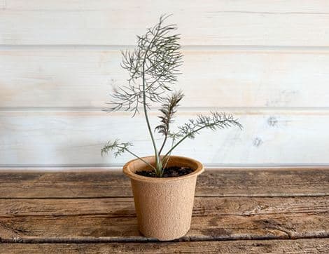 Potted Bronze Leaf Fennel Plant