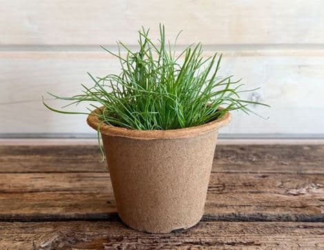 Potted Buck's Horn Plantain