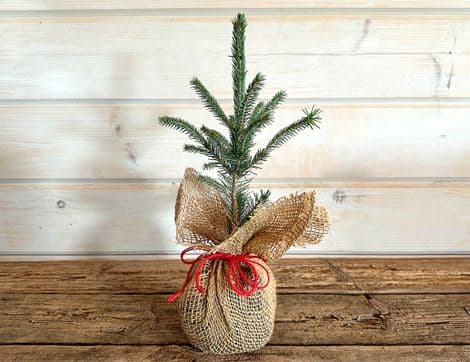 Mini Christmas Tree wrapped in Hessian