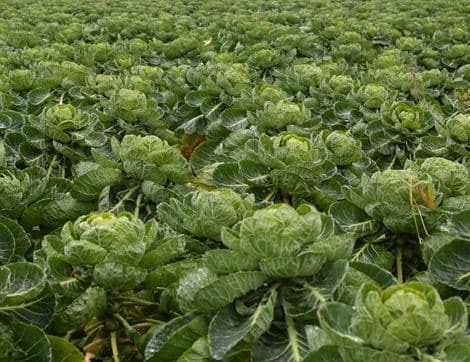 Brussels Sprouts image thumbnail