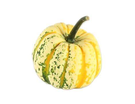 Squash, Festival
