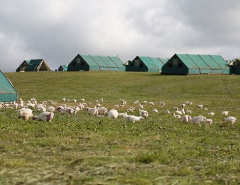 Chicken Thighs image thumbnail