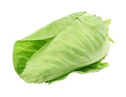 image of Green Pointed Cabbage