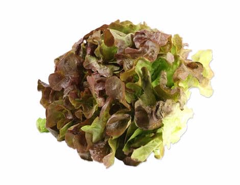 Lettuce, Red Oak Leaf (1 head)
