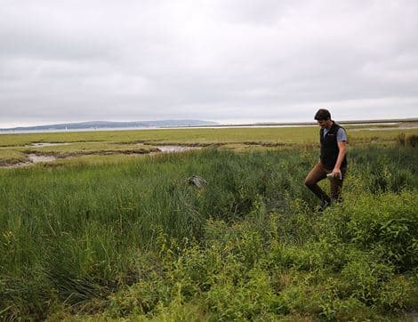 Wild Marsh Samphire image thumbnail