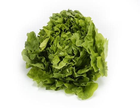 Lettuce, Green Oak Leaf