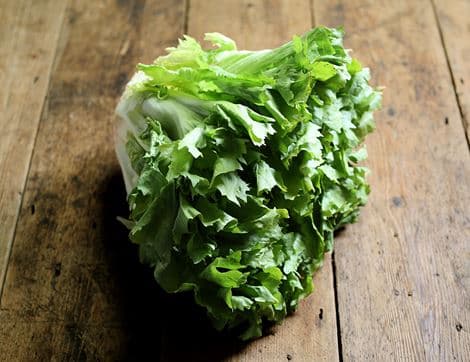 Green Batavia Lettuce