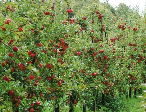 Apples For Juicing image thumbnail