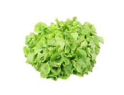 image of Lamb's Lettuce (Corn Salad)