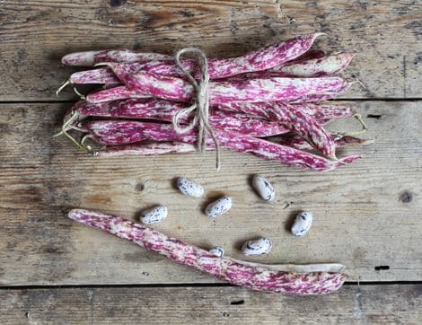 Borlotti Beans image thumbnail