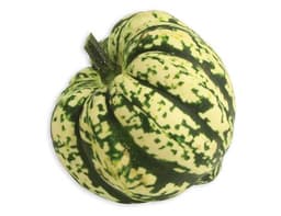 image of Harlequin Squash