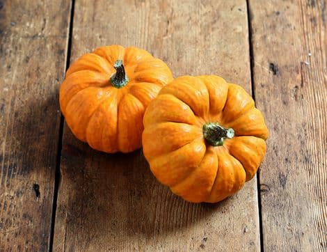 Munchkin Pumpkin