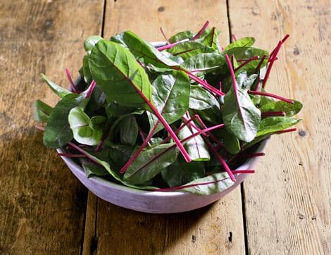 Baby Red Chard