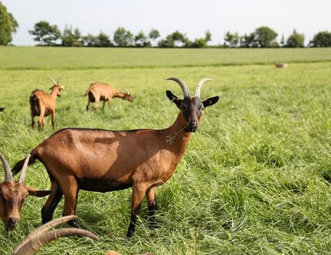 Vanilla Goats' Milk Yogurt image thumbnail