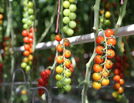 The Organic Veg Box - Large image thumbnail