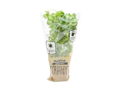 Coriander in a Pot