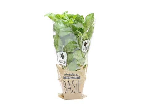 Basil in a Pot