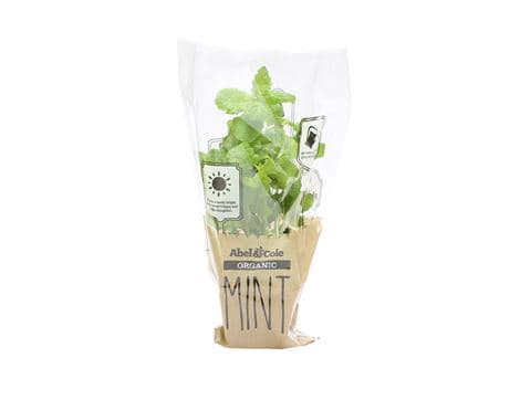 Mint in a Pot