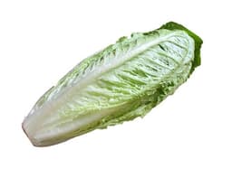 image of Romaine Lettuce