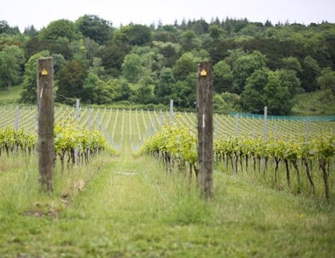 Albury Estate Classic Cuvée, English Sparkling Wine, 2015 image thumbnail