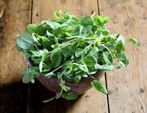 Pea Shoots