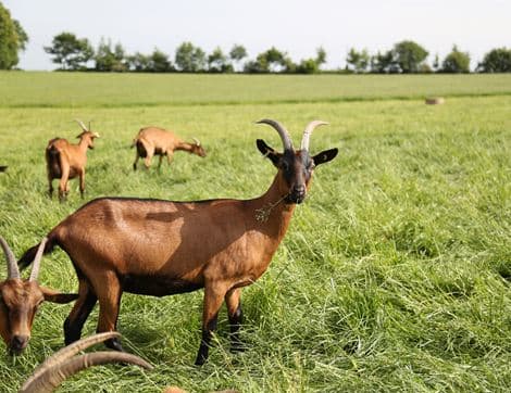 Goat's Milk Natural Fromage Frais, Organic, Vrai (400g) image thumbnail