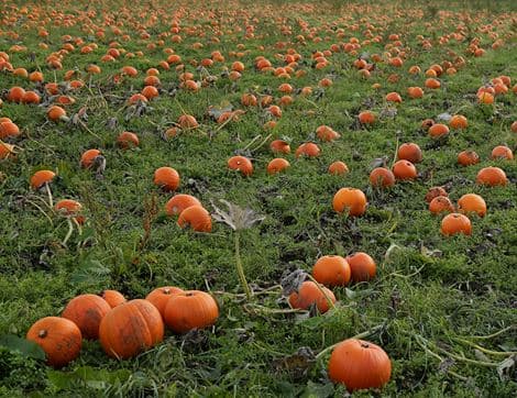 Pumpkin image thumbnail
