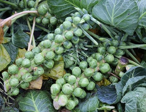 Brussels Sprouts image thumbnail