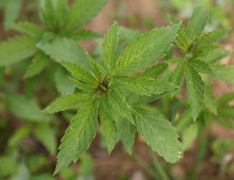 Natural Hemp Drink, Unsweetened image thumbnail