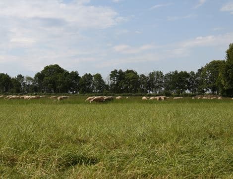 Petit Brebis image thumbnail