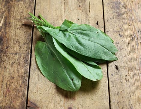 Sorrel