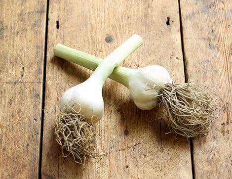 Green Garlic Bunch