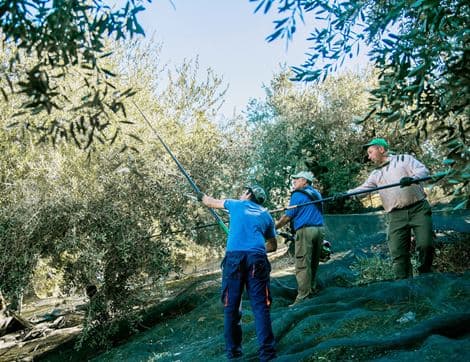 Extra Virgin Olive Oil from Spain image thumbnail