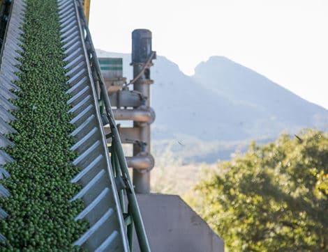 Extra Virgin Olive Oil from Spain image thumbnail