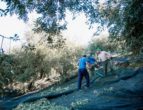 Extra Virgin Olive Oil from Spain image thumbnail